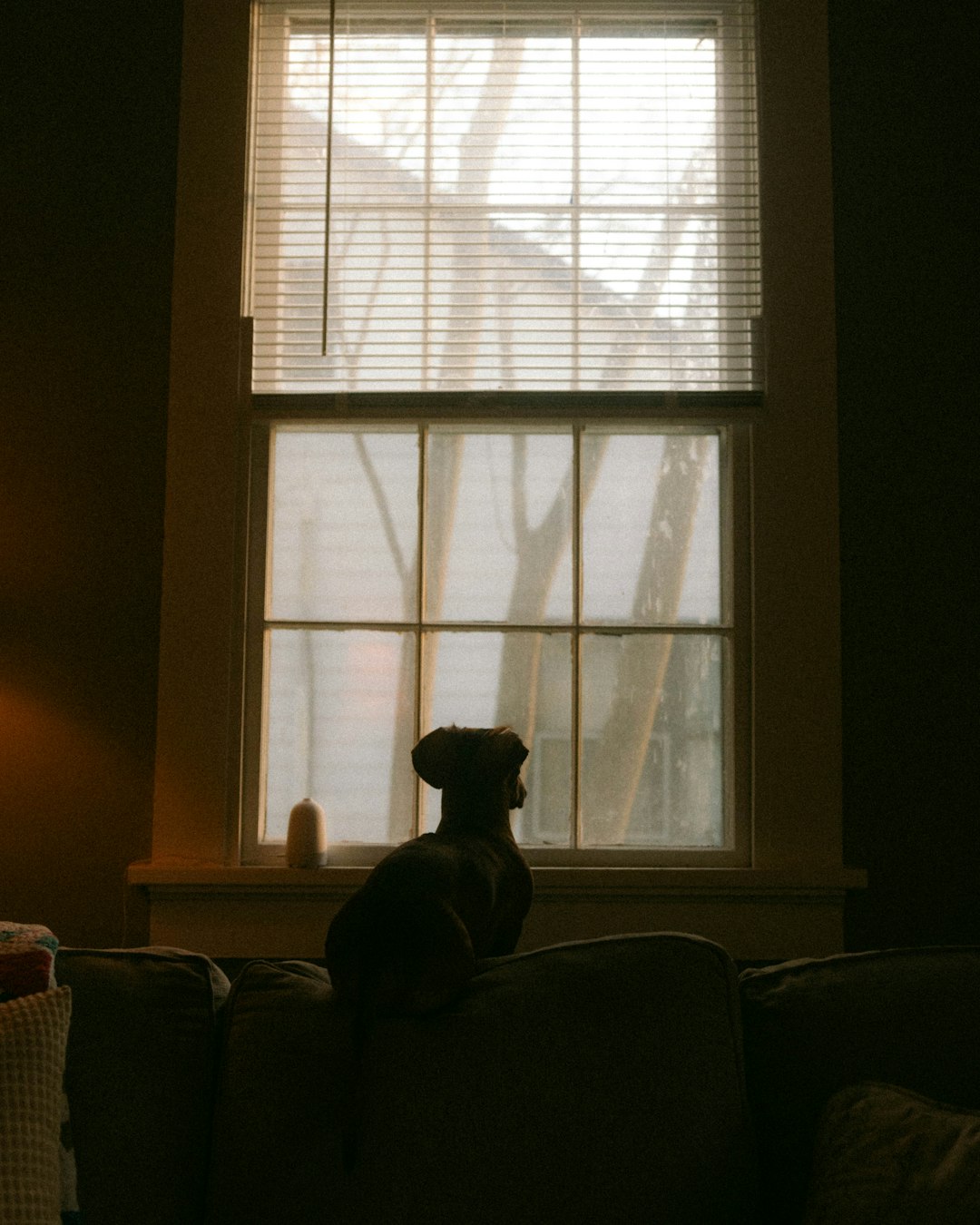 A dog sitting on a couch looking out a window