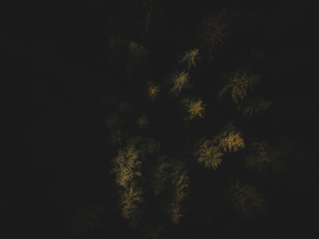 a group of trees that are in the dark