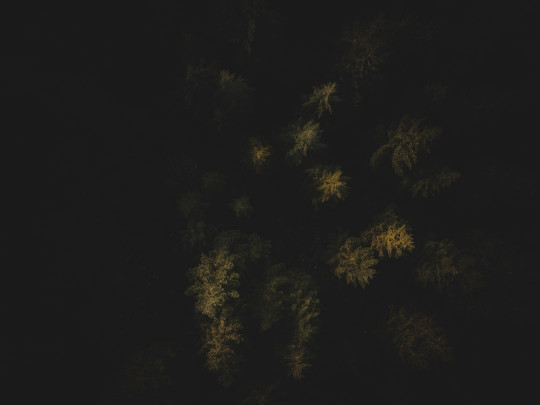 a group of trees that are in the dark