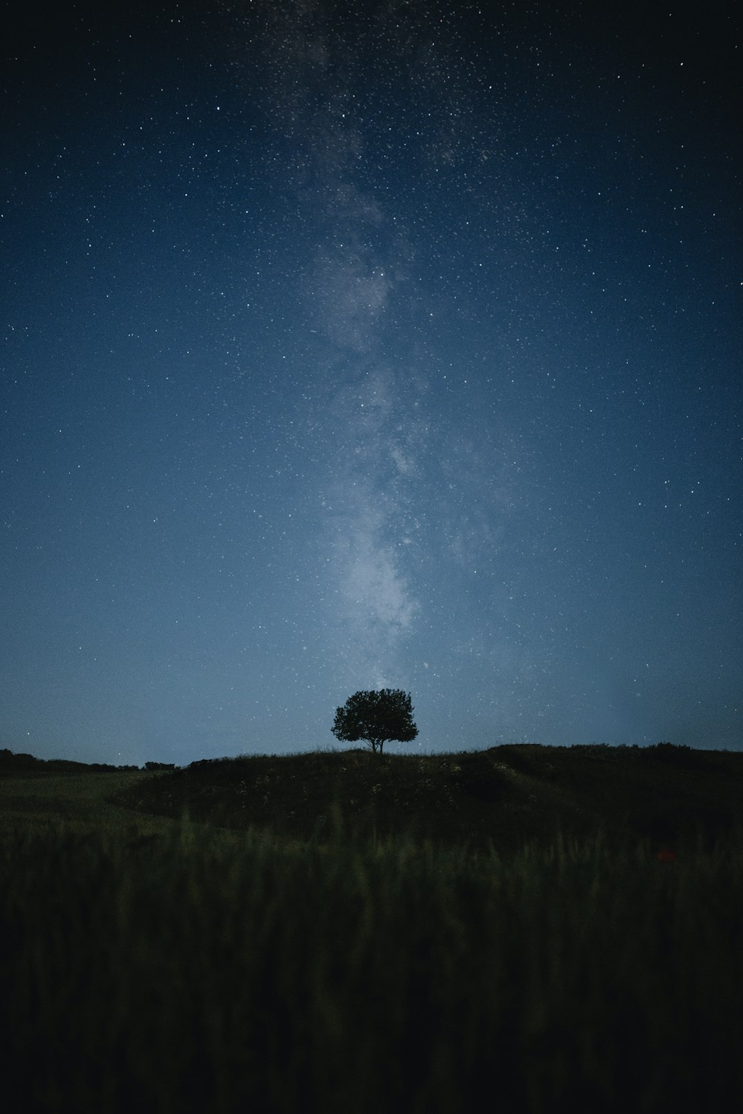 A lone tree in a grassy field under a night sky