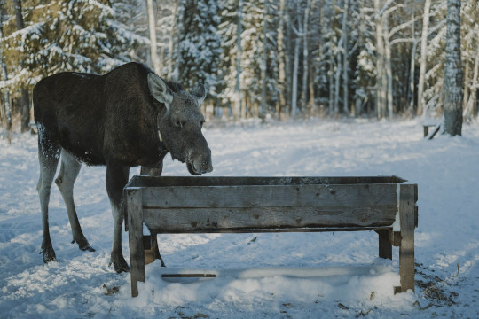 A horse standing next to a trough in the snow