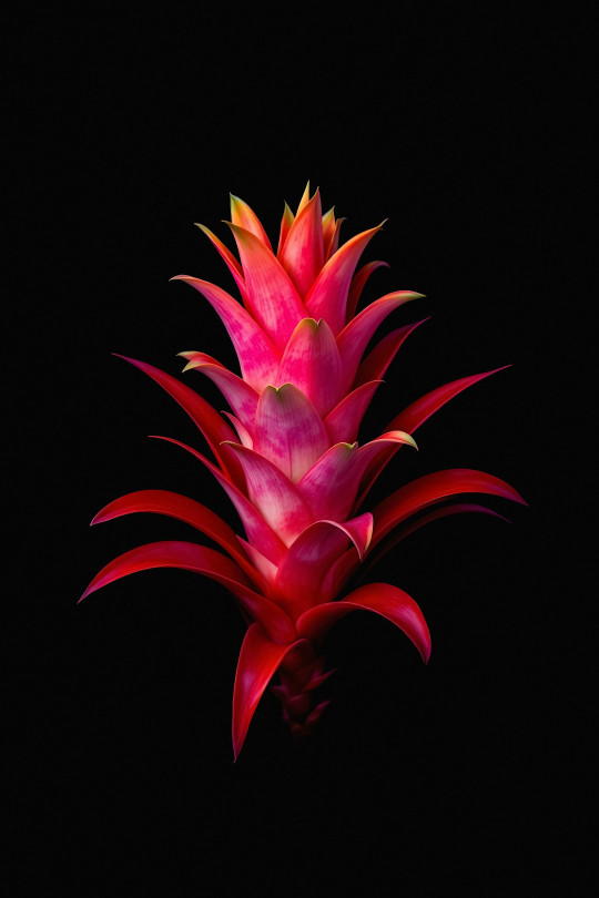 A red and yellow pineapple on a black background