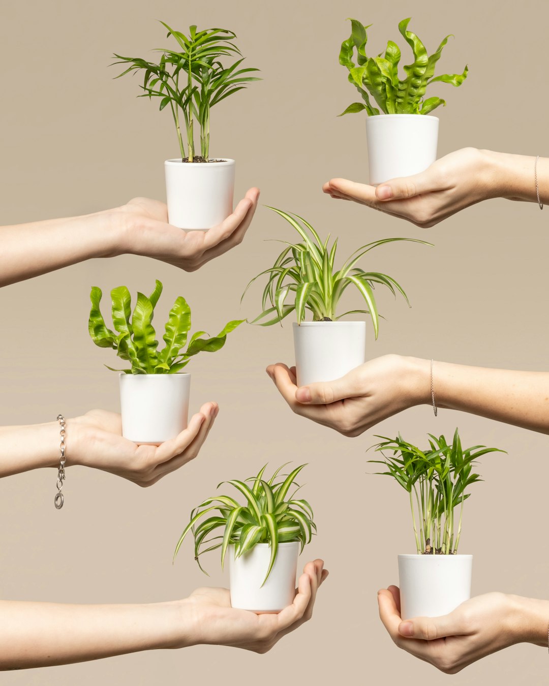 A group of hands holding a potted plant