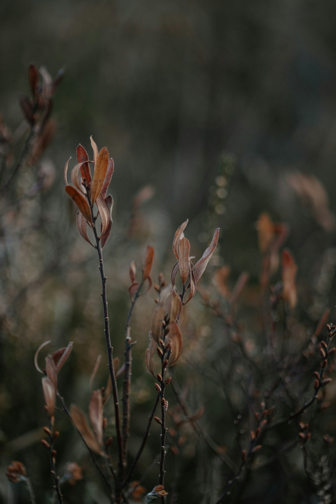 A close up of a plant with brown leaves