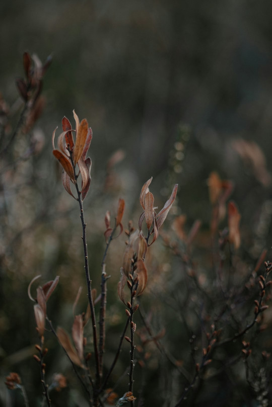 A close up of a plant with brown leaves