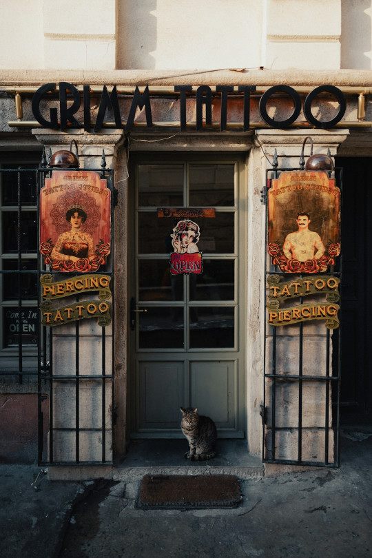 A cat sitting in front of a tattoo shop