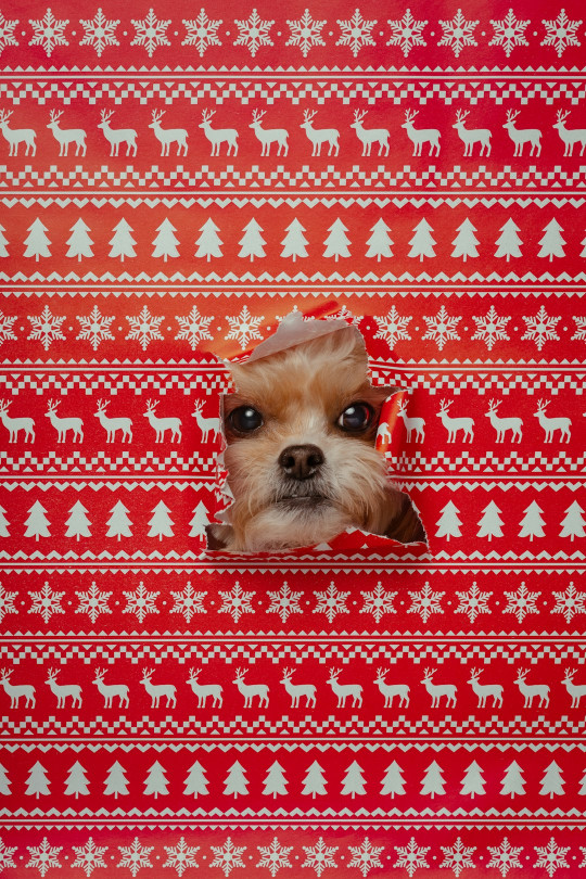 A small dog peeking out of a red christmas sweater