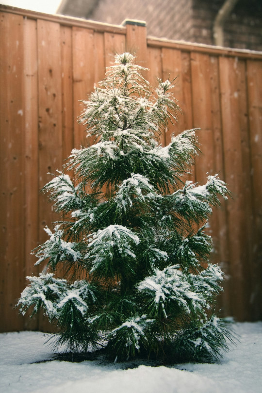 A small pine tree covered in snow in front of a fence