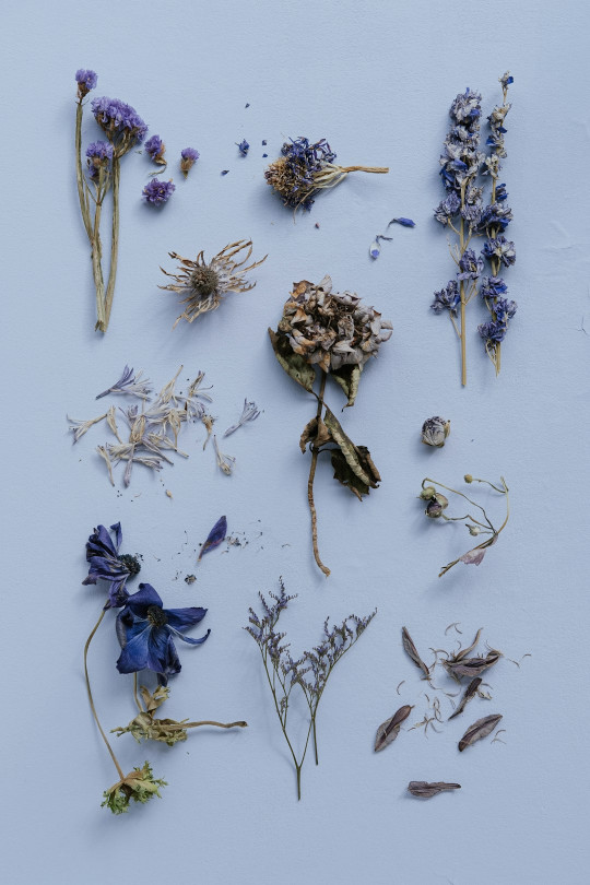 A collection of dried flowers on a white surface