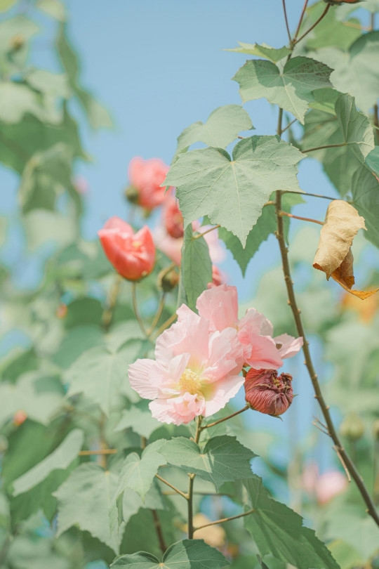 A bunch of flowers that are growing on a tree