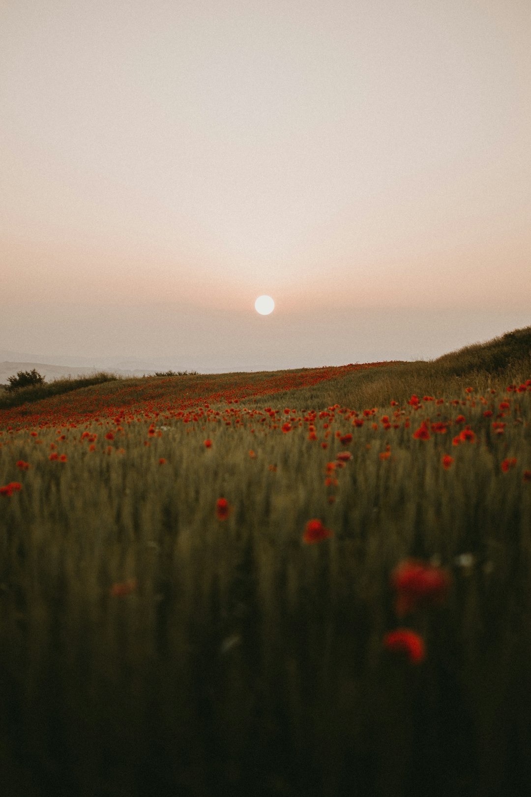 A field full of red flowers with the sun in the background