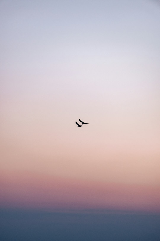 A couple of birds flying through a cloudy sky