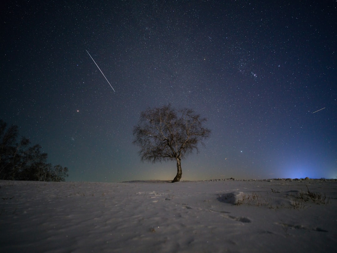 A lone tree in the middle of a snowy field