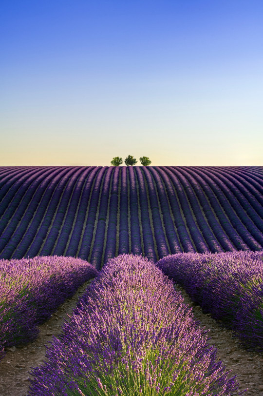 A lavender field with two trees in the distance