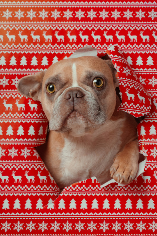 A dog looking through a hole in a blanket