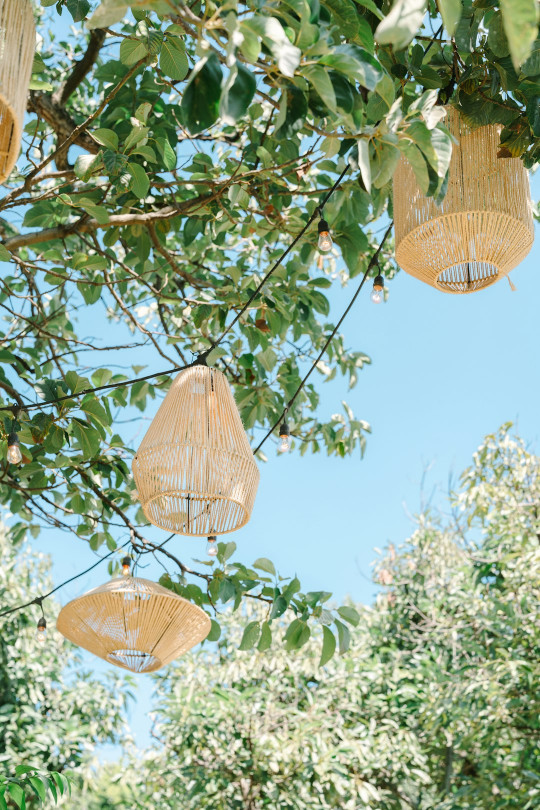 A group of hanging baskets hanging from a tree