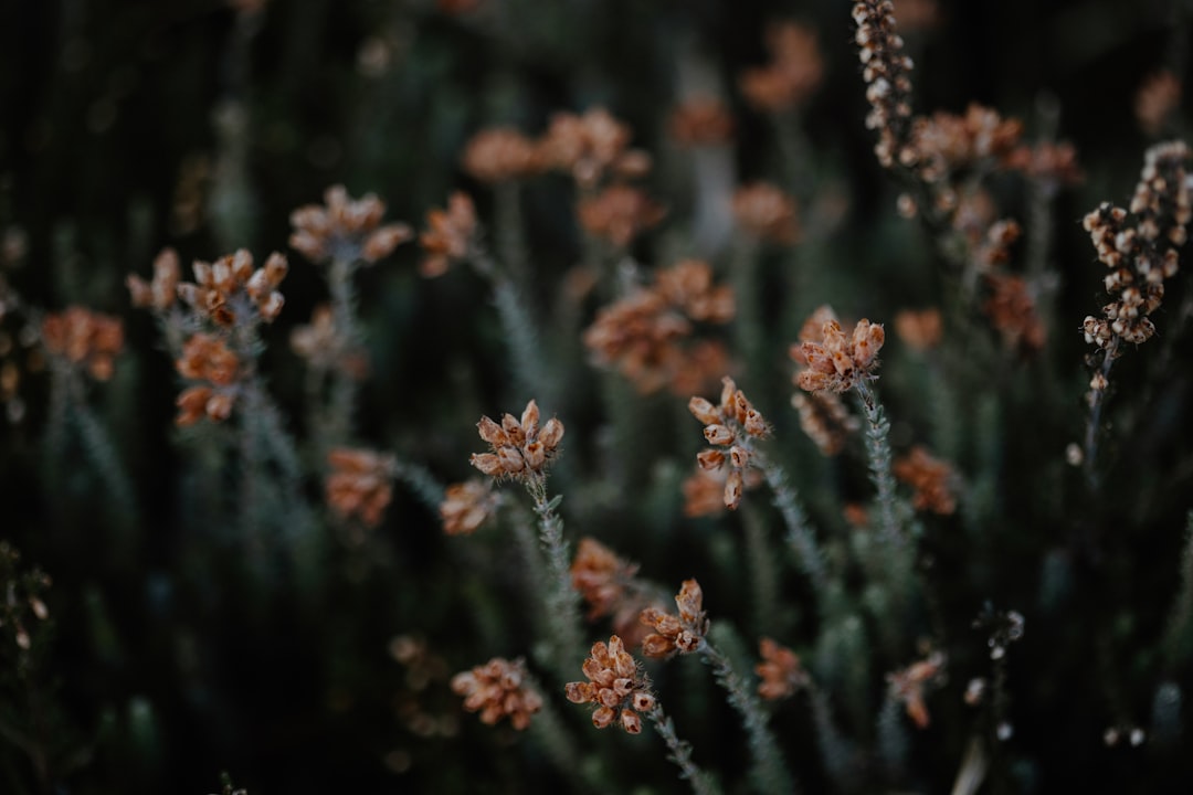 A bunch of flowers that are in the grass