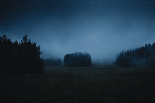 A foggy field with trees in the distance