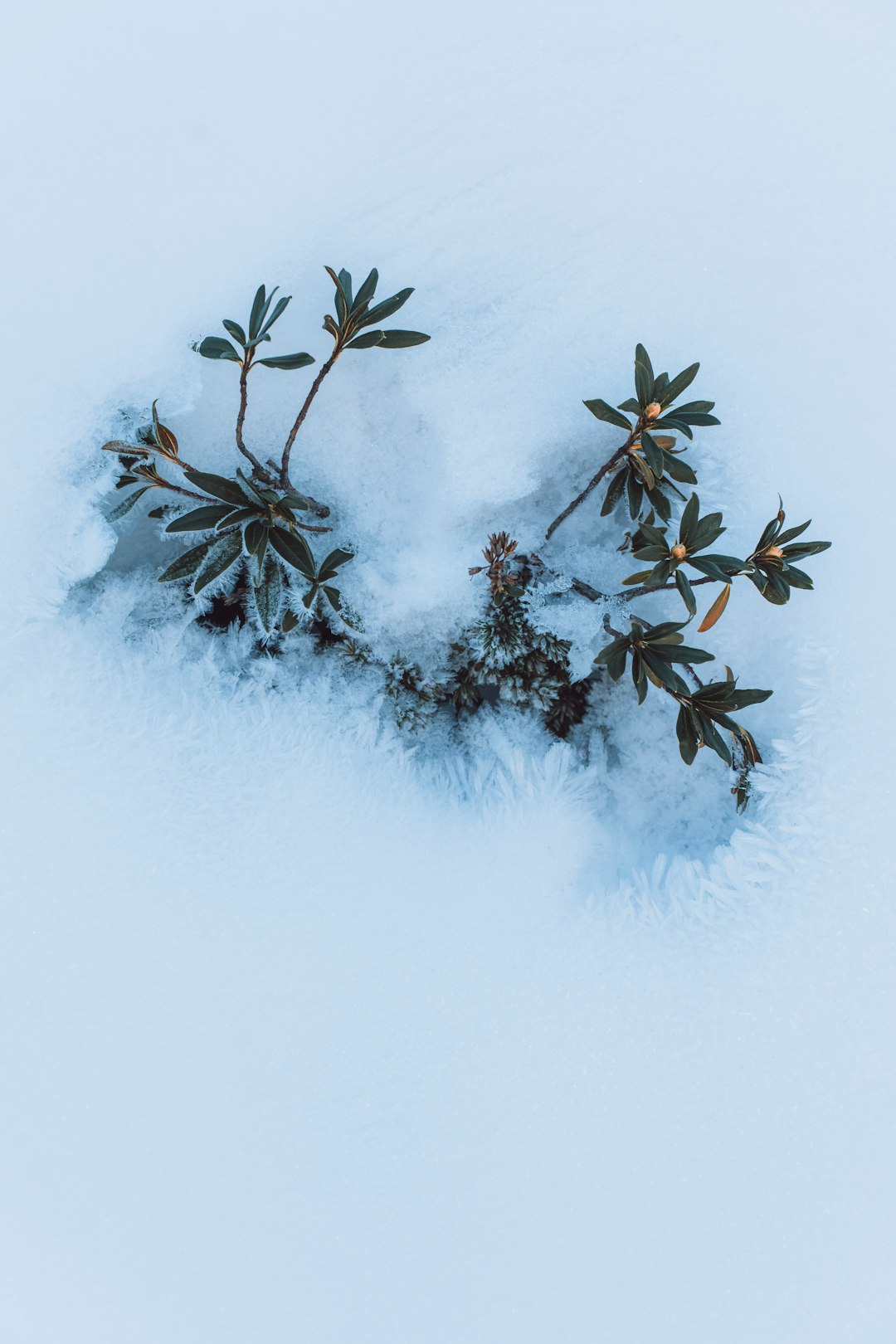 A snow covered ground with a plant growing out of it