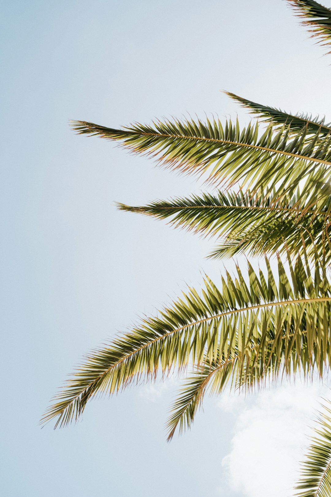 A close up of a palm tree with a blue sky in the background