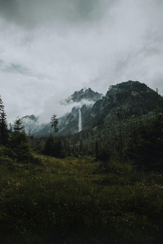 A forest with a mountain in the background