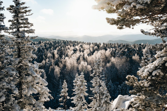 A view of a snowy forest from a high point of view