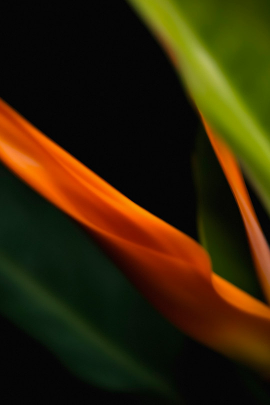 A close up of a green and orange plant