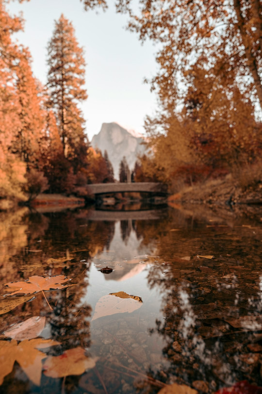 A body of water surrounded by trees and a bridge