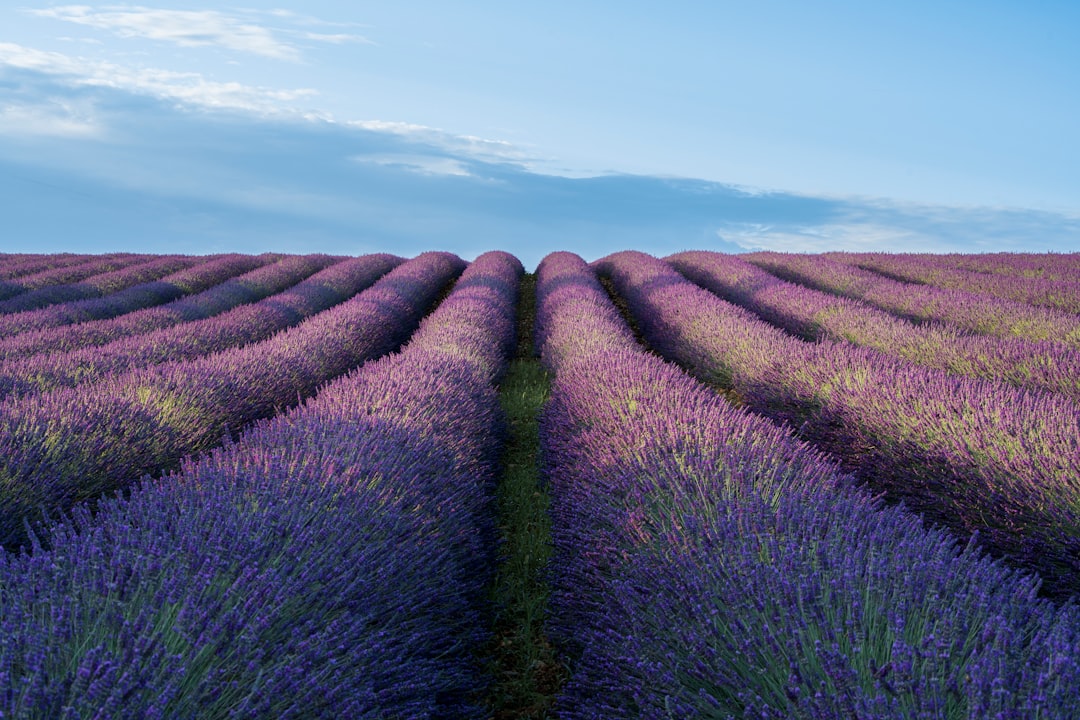 A field of lavender flowers under a blue sky