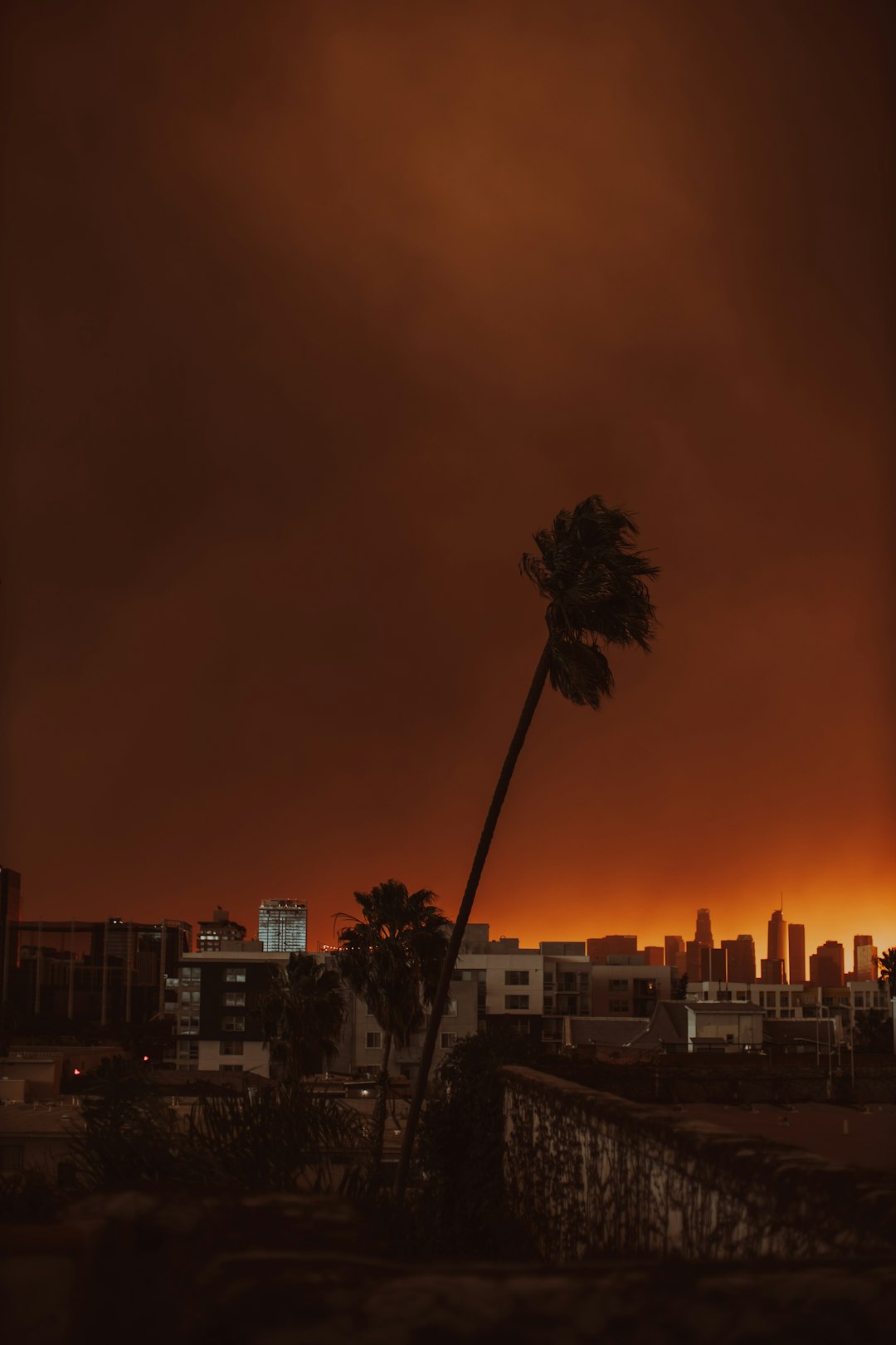 A palm tree in front of a city skyline