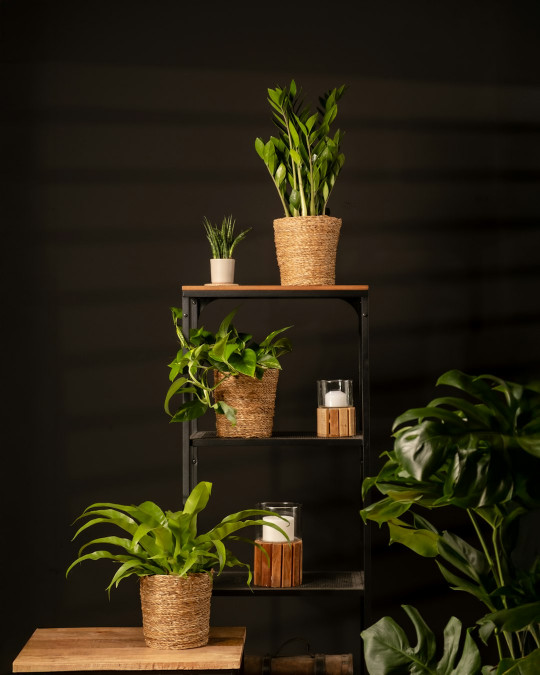 A shelf filled with potted plants on top of a wooden table