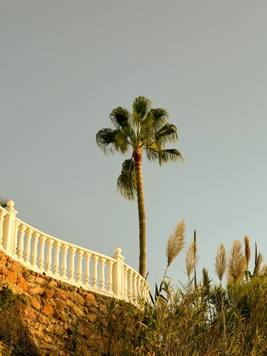 A tall palm tree sitting on top of a lush green hillside