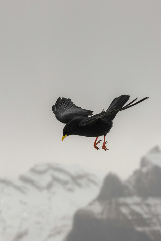 A black bird flying over a snow covered mountain