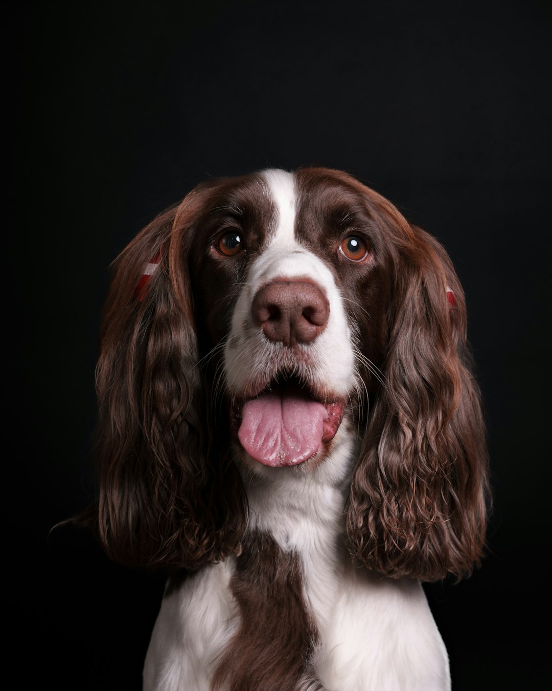 A brown and white dog with its tongue out