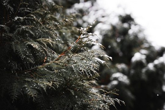 A close up of a pine tree with snow on it